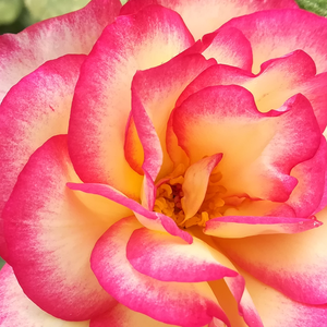 Rosier plantation - Rosa Harlekin® - rose-blanche - rosiers grimpants - moyennement parfumé - Reimer Kordes - Grâce à sa taille de 2m, le rosier convient grimpant pour les murs et les colonnes.